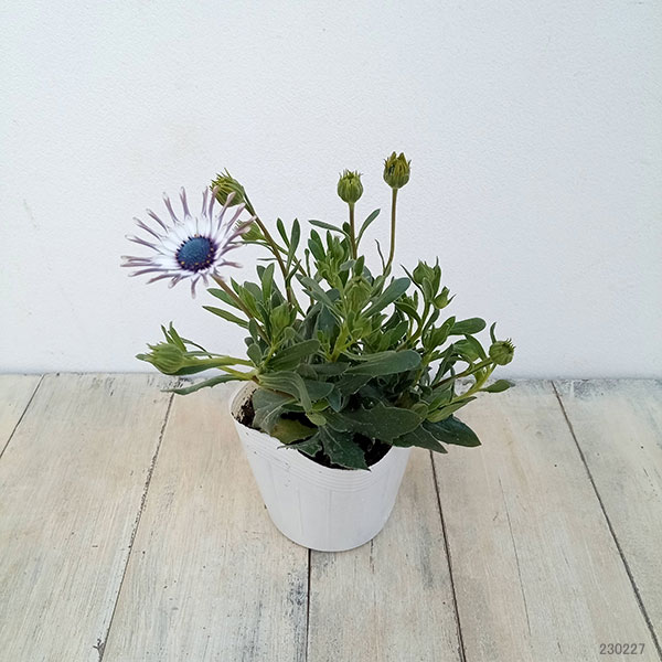 草花の苗 オステオスペルマム サニー フィリッ...の詳細画像1