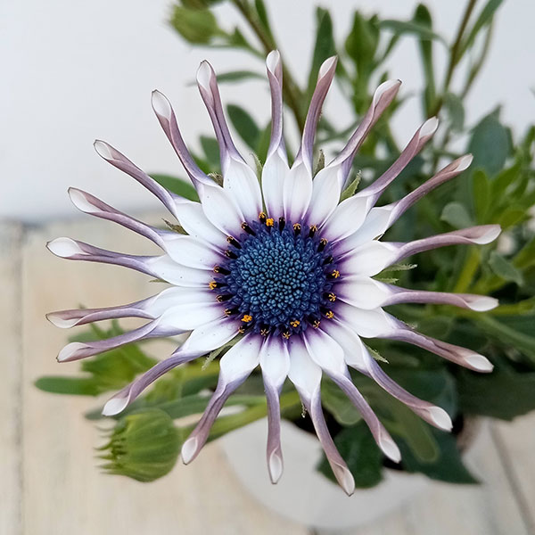 草花の苗 オステオスペルマム サニー フィリッ...の詳細画像2