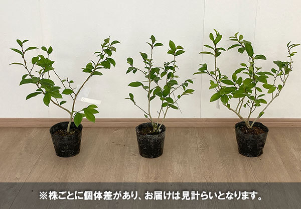 花木 庭木の苗/四季咲きオガタマ5号ポット｜engei｜08