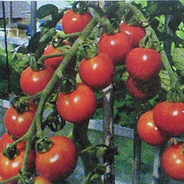 野菜の苗 トマト(ミディ) 天使のトマト(R)...の詳細画像1