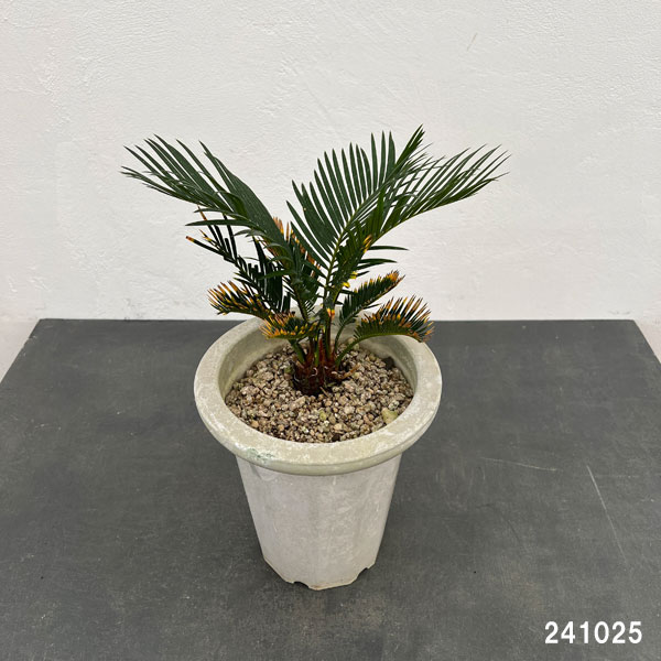 観葉植物/金環ソテツ 7号鉢植え : 189483 : 園芸ネット - 通販 - Yahoo!ショッピング