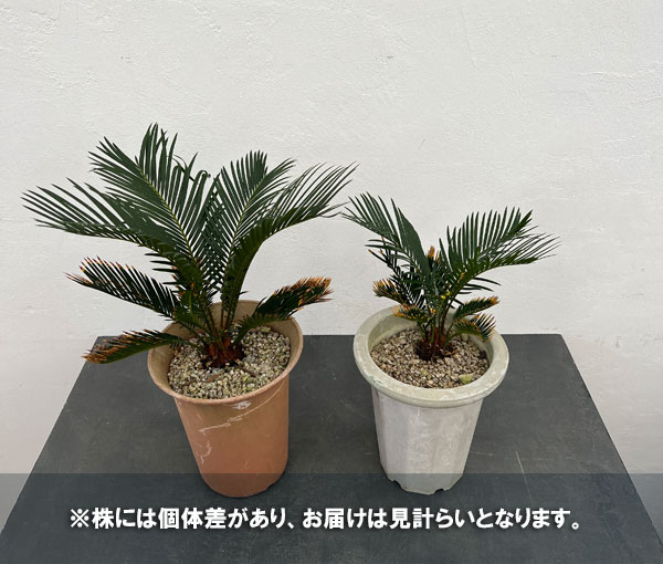 ソテツの商品一覧 通販 - Yahoo!ショッピング