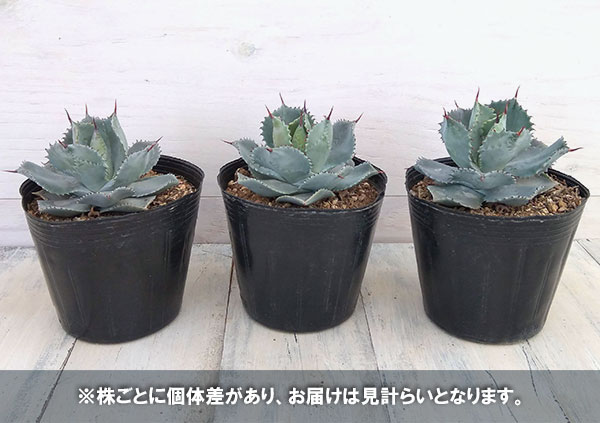 観葉植物/（わけあり特価）アガベ：雷神（らいじん） 4号ポット