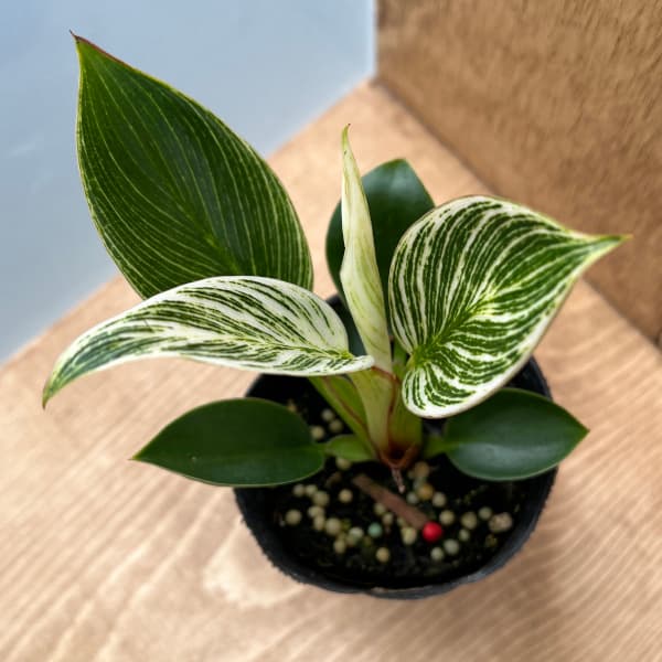 観葉植物 フィロデンドロン バーキン 2.5号ポット : 園芸ネット - 通販