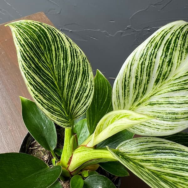 観葉植物 フィロデンドロン バーキン 2.5号ポット : 園芸ネット - 通販