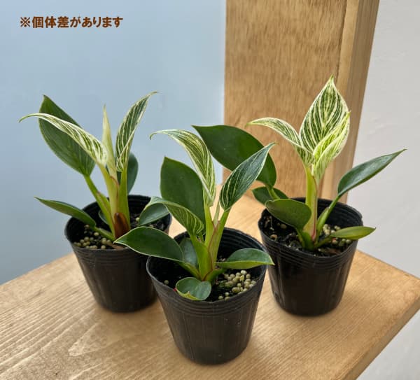 観葉植物 棚卸セール フィロデンドロン バーキン 2.5号ポット : 園芸