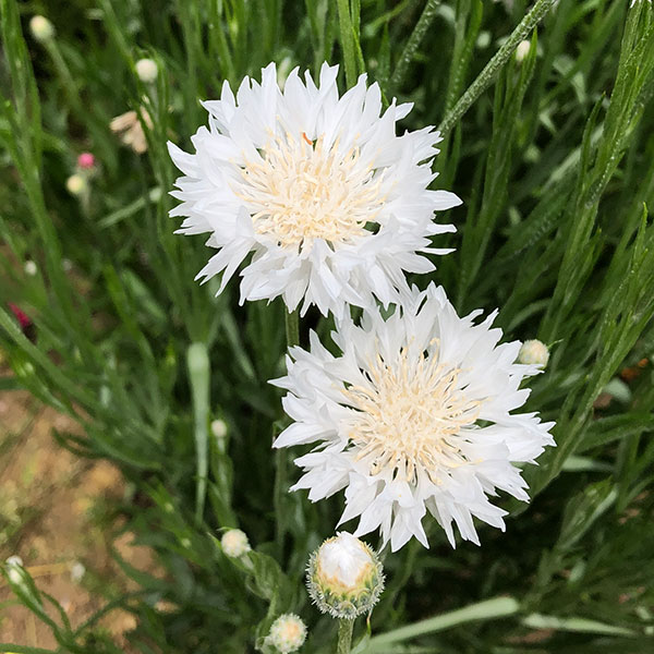 草花の苗 26年10月中下旬予約 ヤグルマソウ...の詳細画像2