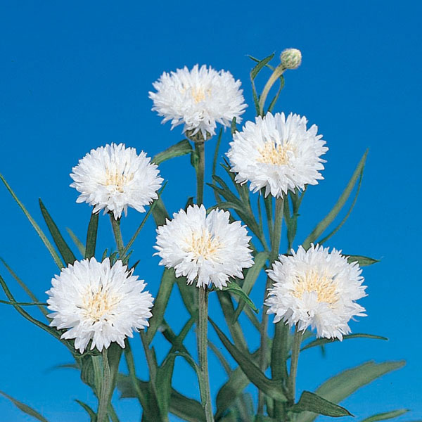 草花の苗 26年10月中下旬予約 ヤグルマソウ...の詳細画像3