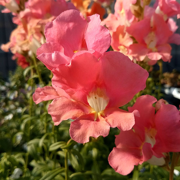 草花の苗 26年10月中下旬予約 キンギョソウ...の詳細画像3