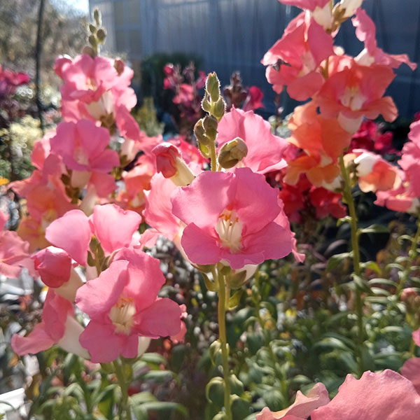草花の苗 26年10月中下旬予約 キンギョソウ...の詳細画像4