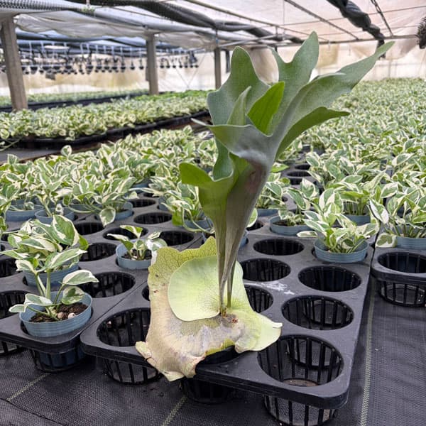 ビカクシダ ビフルカツムのおすすめ人気商品一覧 通販 - Yahoo