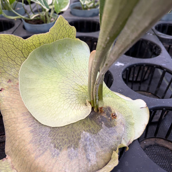 ビカクシダ ビフルカツムのおすすめ人気商品一覧 通販 - Yahoo