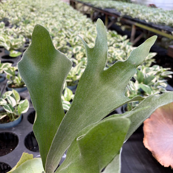 ビカクシダ ビフルカツムのおすすめ人気商品一覧 通販 - Yahoo