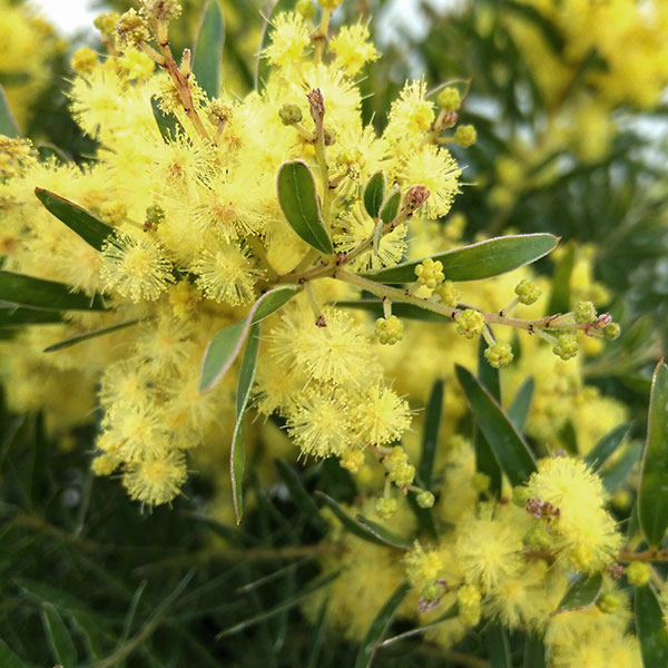 花木 庭木の苗/アカシア：テレサ 13号鉢植え