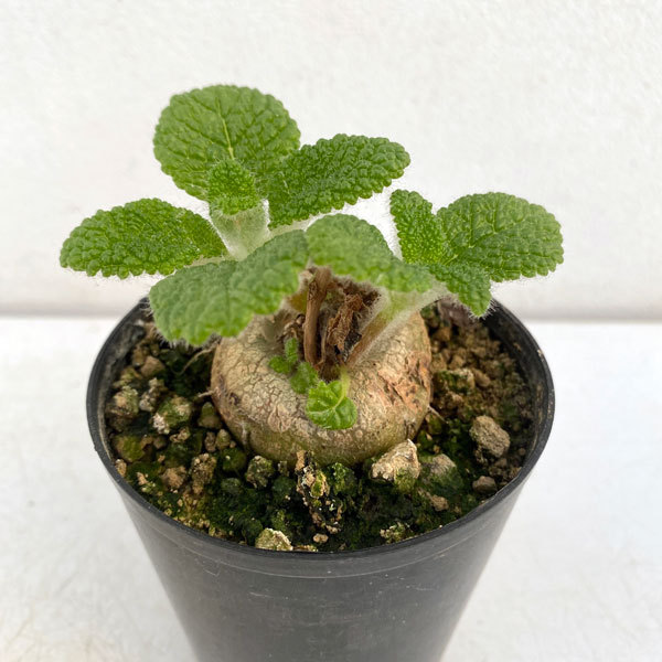 シンニンギアのおすすめ人気商品一覧 通販 - Yahoo!ショッピング