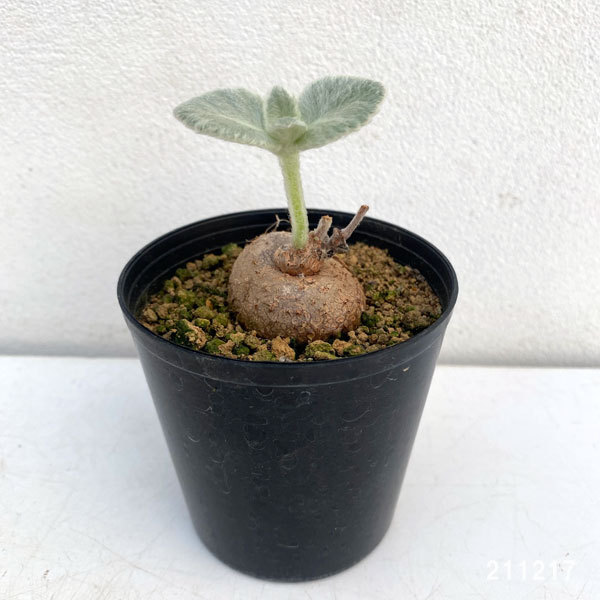 観葉植物/シンニンギア：レウコトリカ（断崖の女王）2.5号鉢植え｜engei｜02