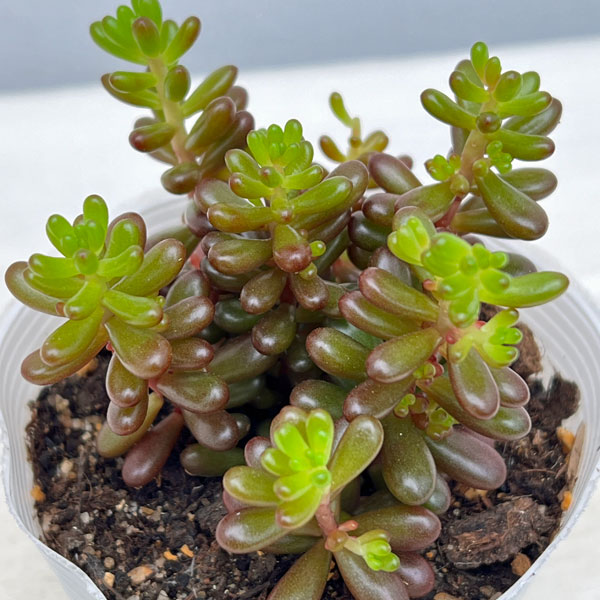 多肉植物 虹の玉のおすすめ人気商品一覧 通販 - Yahoo!ショッピング