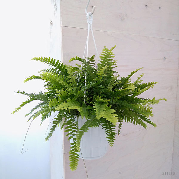 観葉植物 ネフロレピス ボストンファーン(ボス...の詳細画像1