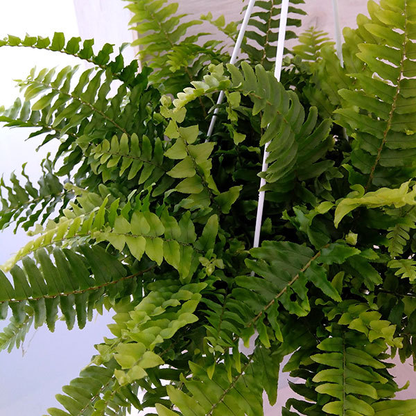 観葉植物 ネフロレピス ボストンファーン(ボス...の詳細画像2