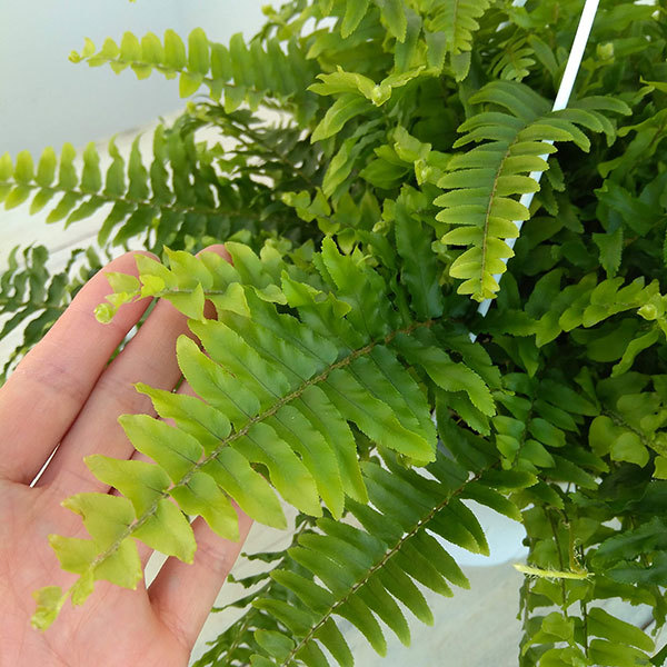 観葉植物 ネフロレピス ボストンファーン(ボス...の詳細画像3