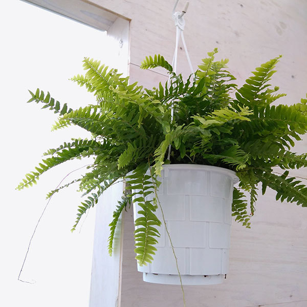 観葉植物 ネフロレピス ボストンファーン(ボス...の詳細画像4