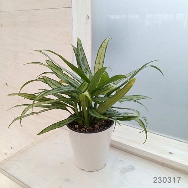 観葉植物/アグラオネマ：コミュタツム カトラス 5号鉢植え : 190037