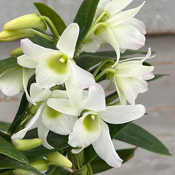 デンドロビウムのおすすめ人気商品一覧 通販 - Yahoo!ショッピング