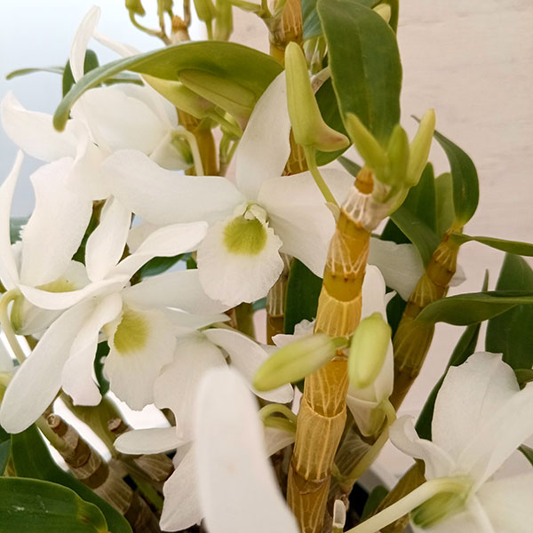 デンドロビウムのおすすめ人気商品一覧 通販 - Yahoo!ショッピング