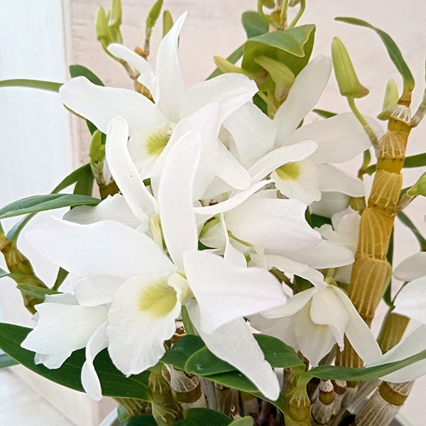 デンドロビウムのおすすめ人気商品一覧 通販 - Yahoo!ショッピング