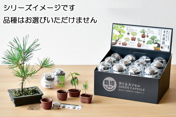 盆栽鉢　植木鉢　豆鉢　3点セット HACO MAME 盆栽栽培セット「黒松」