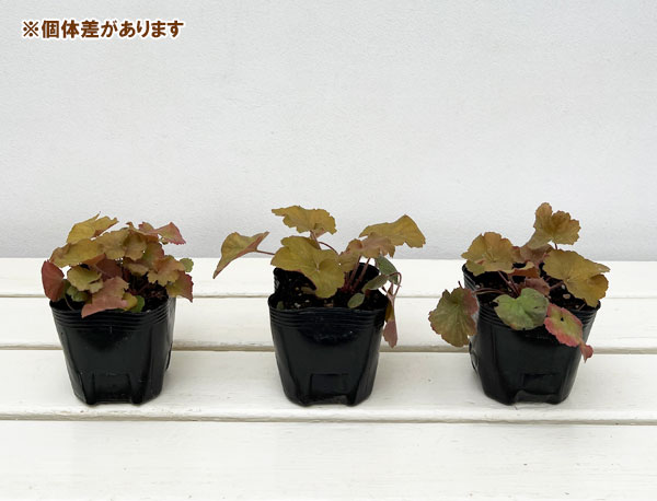 草花の苗 ヒューケラ ノーザンエクスポージャー...の詳細画像3