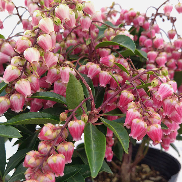 アセビの苗のおすすめ人気商品一覧 通販 - Yahoo!ショッピング