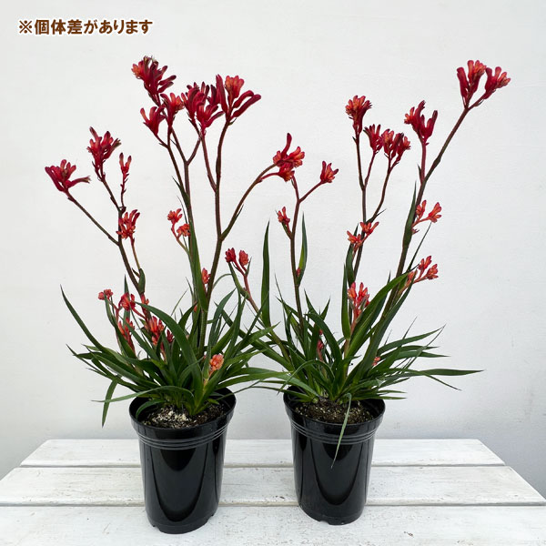 カンガルーポー（花、ガーデニング）のおすすめ人気商品一覧 通販