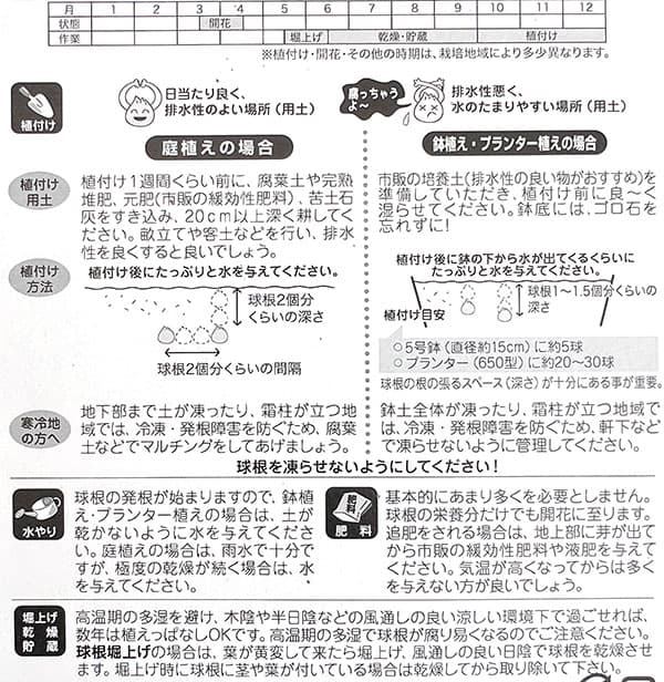 球根 26年9月中下旬予約 プスキニア リバノ...の詳細画像1