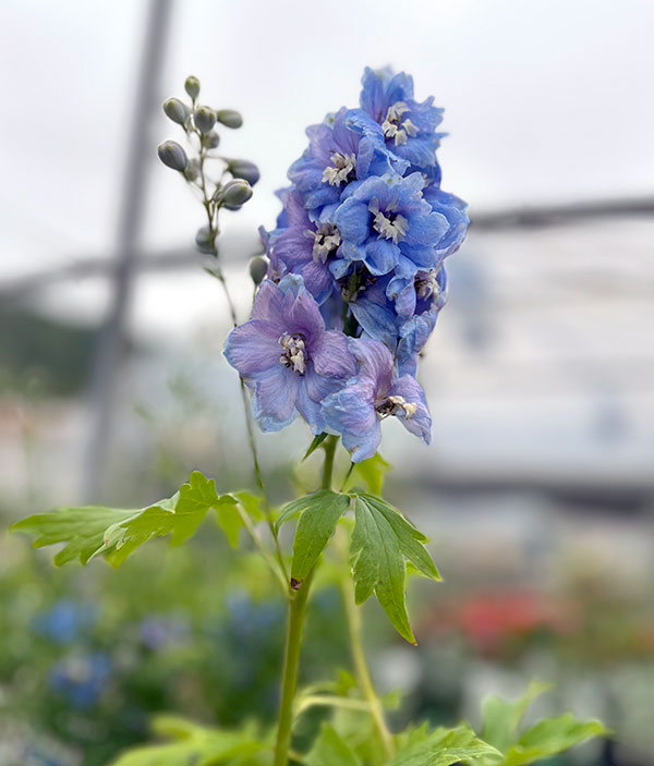 草花の苗 26年10月中下旬予約 デルフィニウム マジックフォンテン