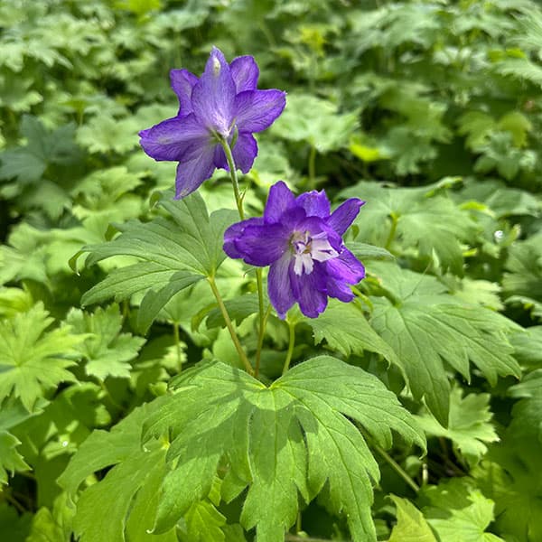 草花の苗 デルフィニウム マジックフォンテンダ...の詳細画像2
