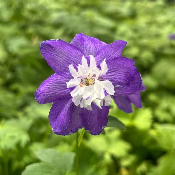 草花の苗 デルフィニウム マジックフォンテンダ...の詳細画像3
