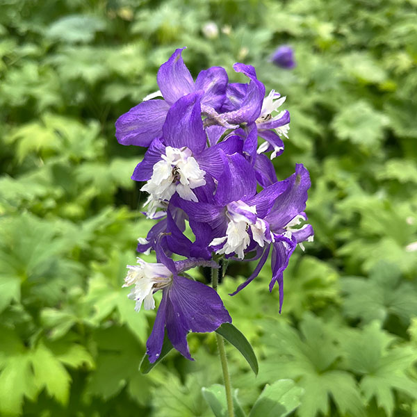 草花の苗 デルフィニウム マジックフォンテンダ...の詳細画像4