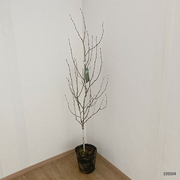 白樺（落葉樹の植木、庭木）｜苗木、植木 | 花、ガーデニング の