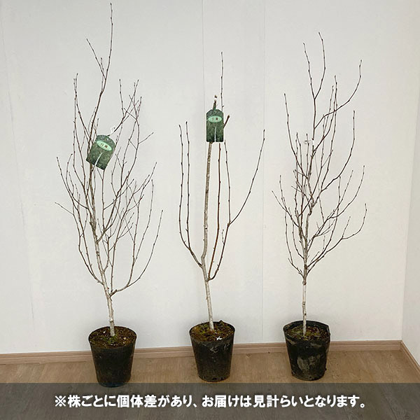 白樺 苗木のおすすめ人気商品一覧 通販 - Yahoo!ショッピング