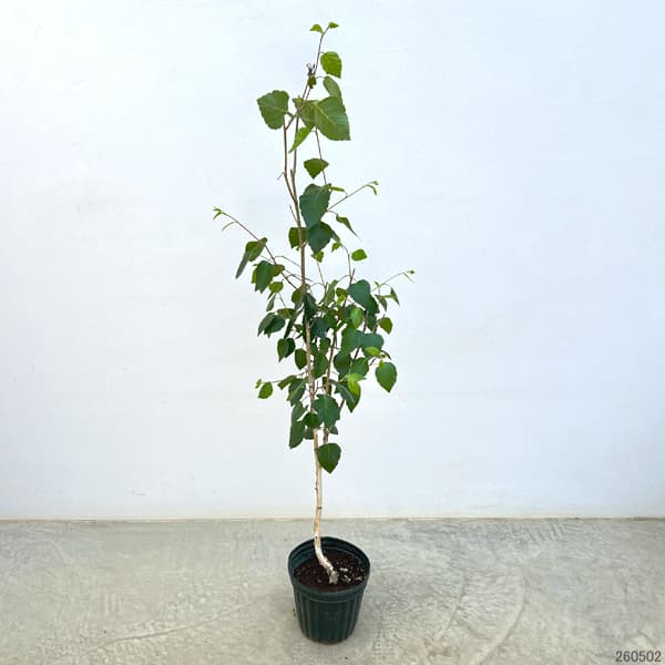 白樺（落葉樹の植木、庭木）｜苗木、植木 | 花、ガーデニング の