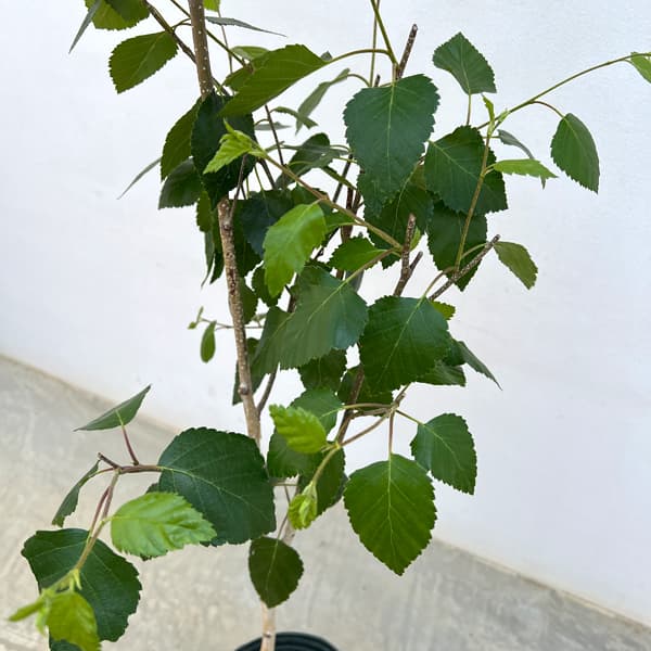白樺（落葉樹の植木、庭木）｜苗木、植木 | 花、ガーデニング の