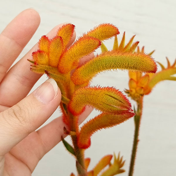 カンガルーポーのおすすめ人気商品一覧 通販 - Yahoo!ショッピング