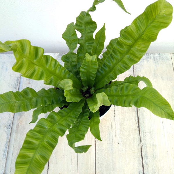 アスプレニウム（観葉植物） | 花、ガーデニング のおすすめ人気