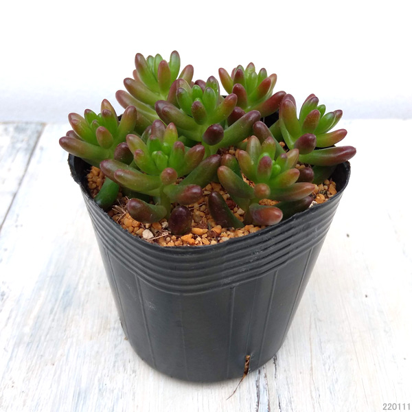 るんるん　虹の玉　24個 多肉植物 虹の玉のおすすめ人気商品一覧 通販 - Yahoo!ショッピング