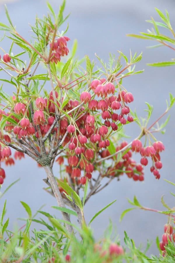 紅花ドウダンツツジ（落葉樹の植木、庭木）｜苗木、植木 | 花