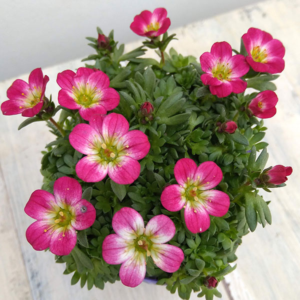草花の苗 (わけあり特価)クモマグサ レッド(...の詳細画像2