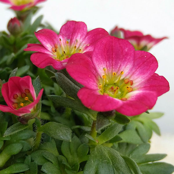 草花の苗 (わけあり特価)クモマグサ レッド(...の詳細画像3