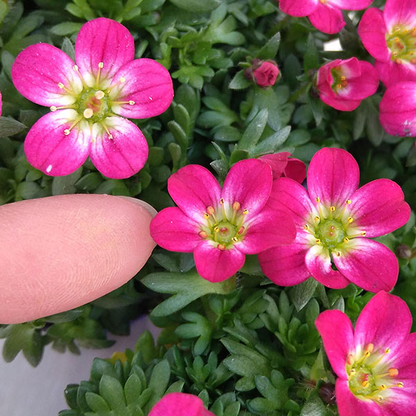 草花の苗 (わけあり特価)クモマグサ レッド(...の詳細画像4