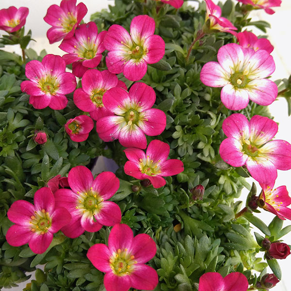 草花の苗 (わけあり特価)クモマグサ レッド(...の詳細画像5